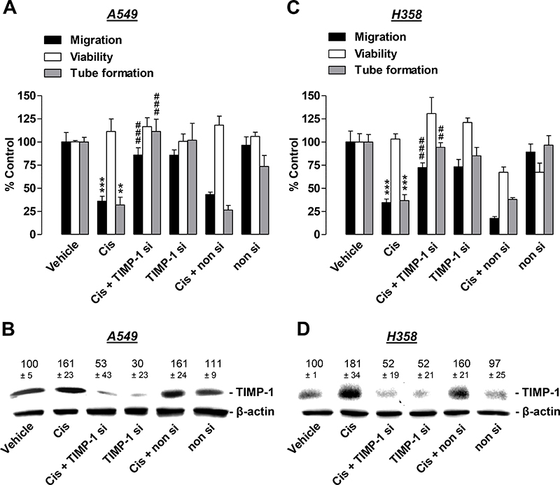 Angiogenic capabilities of HUVECs suspended in conditioned media (CM) from cisplatin- or vehicle-treated A549 and H358 cells in the presence or absence of TIMP-1 siRNA.