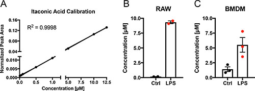 Quantification of itaconic acid concentration in cell culture medium upon LPS stimulation.
