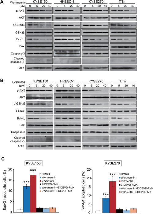 Effects of wortmannin and LY294002 on PI3K/AKT pathway and expressions of apoptosis-associated proteins.