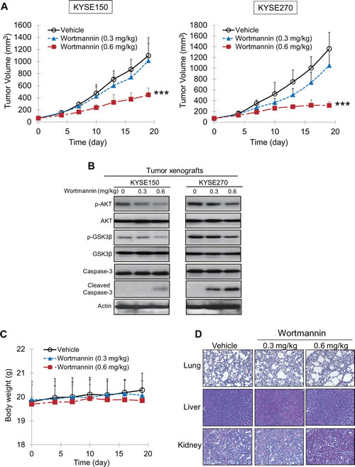 Effects of wortmannin on suppressing growth of human esophageal tumor xenografts in nude mice.