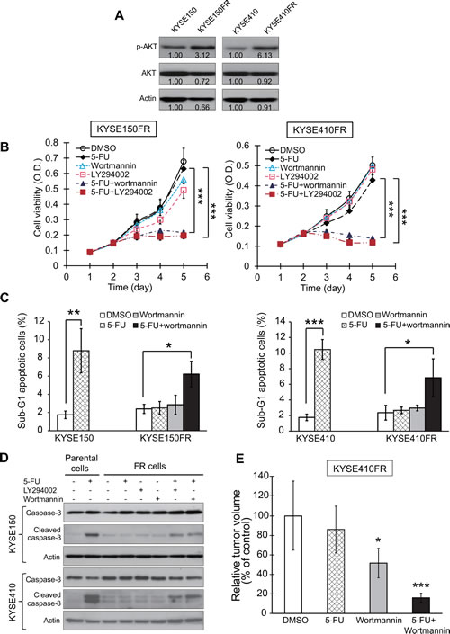 Effects of PI3K/AKT inhibition on reversing resistance of FR cells to 5-FU.