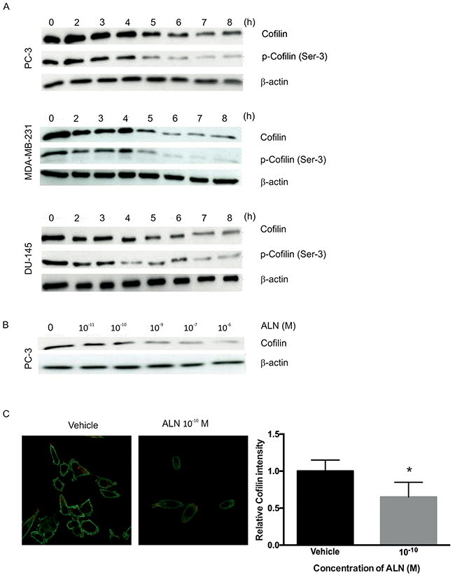 ALN decreases cofilin protein levels in PC-3, DU-145 and MDA-MB-231 cells.