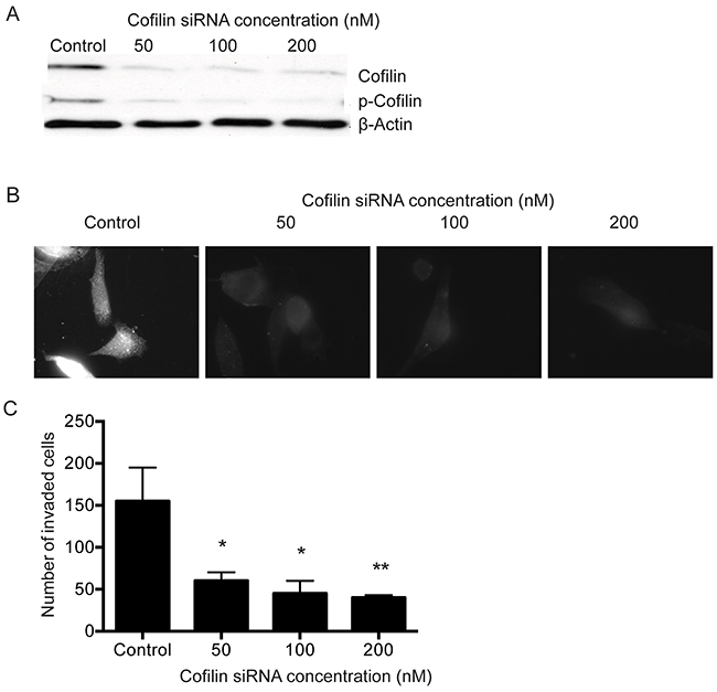 Knock-down of cofilin using siRNA disrupts F-actin organization and inhibits invasion of PC-3 cells.