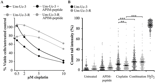 APIM-peptide re-sensitizes cisplatin-resistant cells.