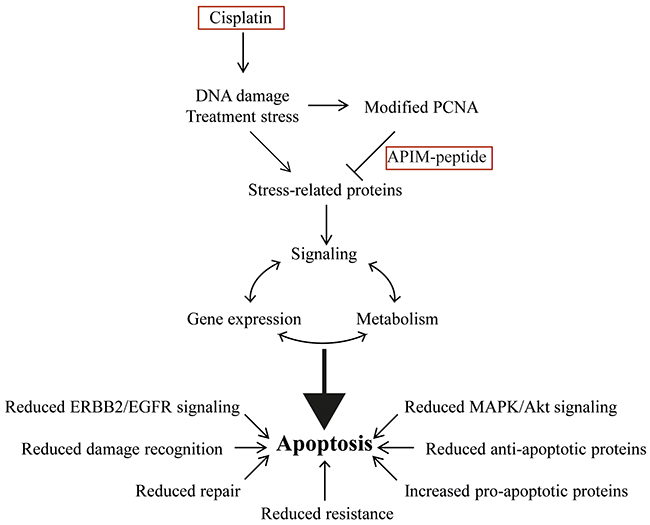 Combination therapy of cisplatin and APIM-peptide produce multiple effects driving the cells towards apoptosis.