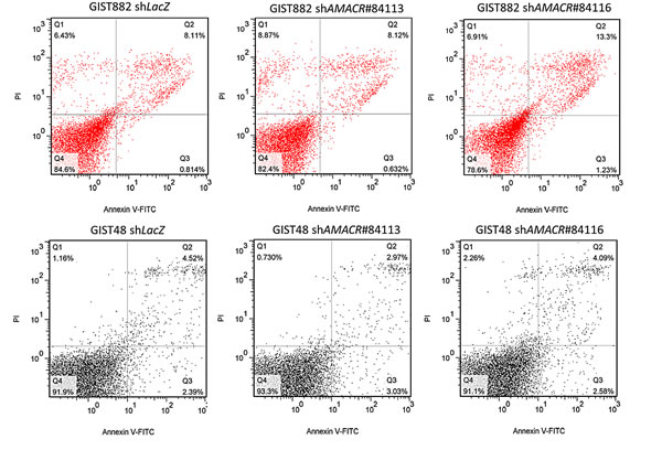 Figure-5: AMACR-knockdown does not induce cell apoptosis in AMACR-expressing GIST cell lines.