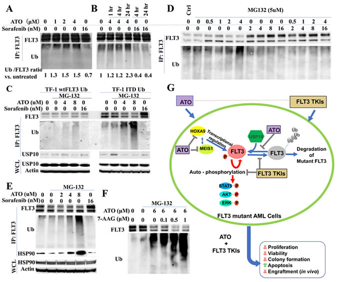ATO induces poly-ubiquitination and degradation of FLT3.