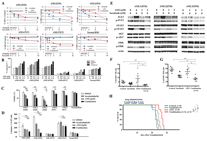 Combination of ATO with sorafenib increases anti-leukemic effects on FLT3/ITD+ patient primary cells and inhibits growth of transplanted leukemia cells