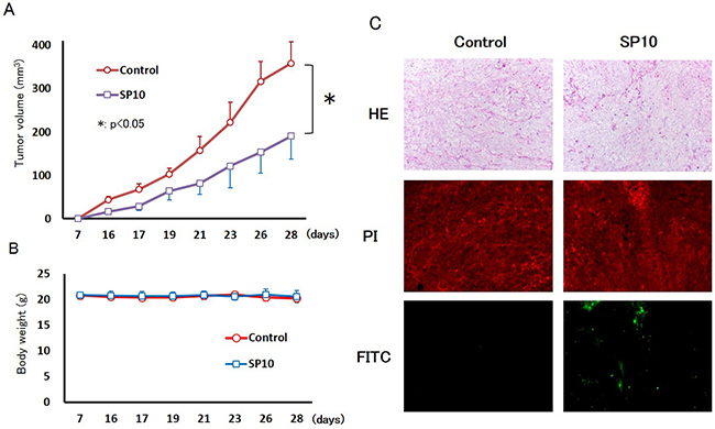 Anti-tumor effects of SP10 in an HCT116 tumor xenograft model.