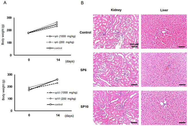 Evaluation of acute toxicity of SP6 and SP10 in rats.