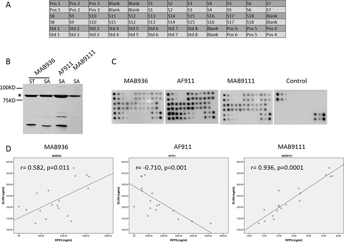 Detection of MMP-9 in 18 serum samples by established RPPA system and investigation of the quality of antibodies employed in RPPA showing different correlation of RPPA and ELISA.