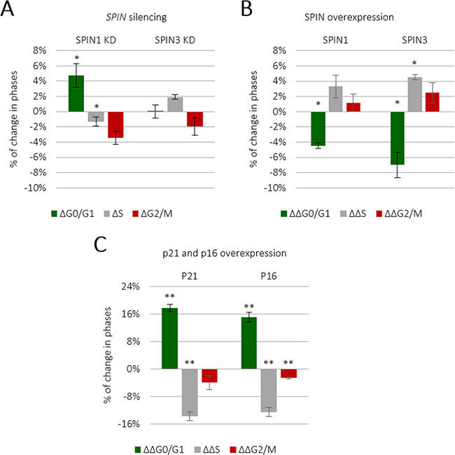 SPIN1 and SPIN3 promote TCam-2 cell cycle progression.