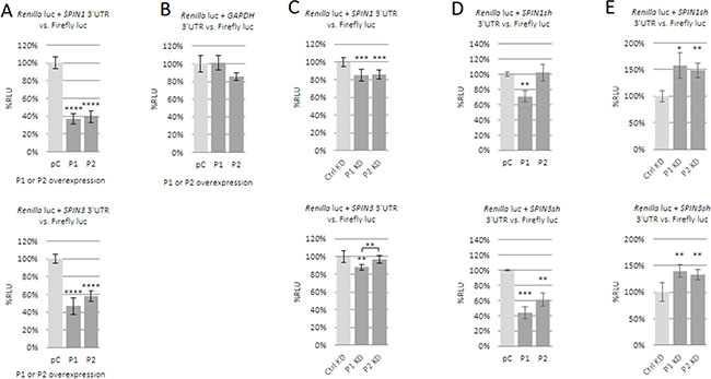Influence of PUM1 and PUM2 proteins on luciferase reporter constructs carrying SPIN1 or SPIN3 3&#x02B9;UTRs.