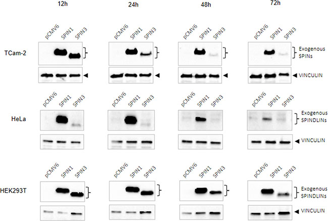 Western blots showing SPIN protein overexpression time-course.