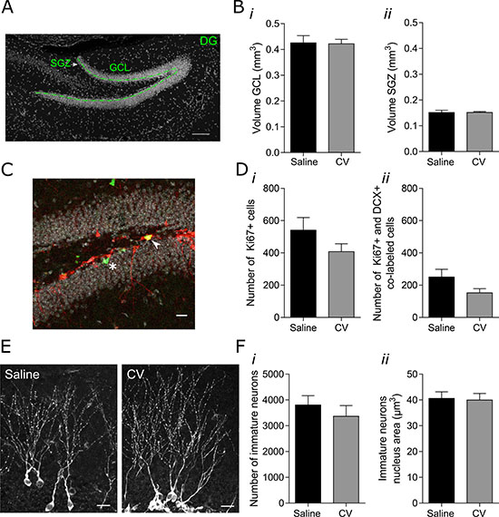Effect of CV administration on the volumes of the GCL and SGZ of the hippocampal DG, on proliferation of DCX-positive cells and on the number and nucleus area of immature neurons in the DG of mouse hippocampus.