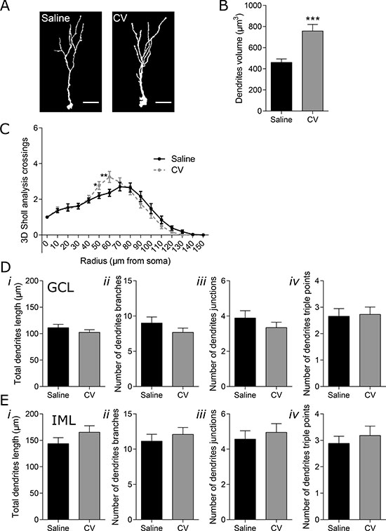 Effect of CV on the morphology of DG short immature neurons of mouse hippocampus.