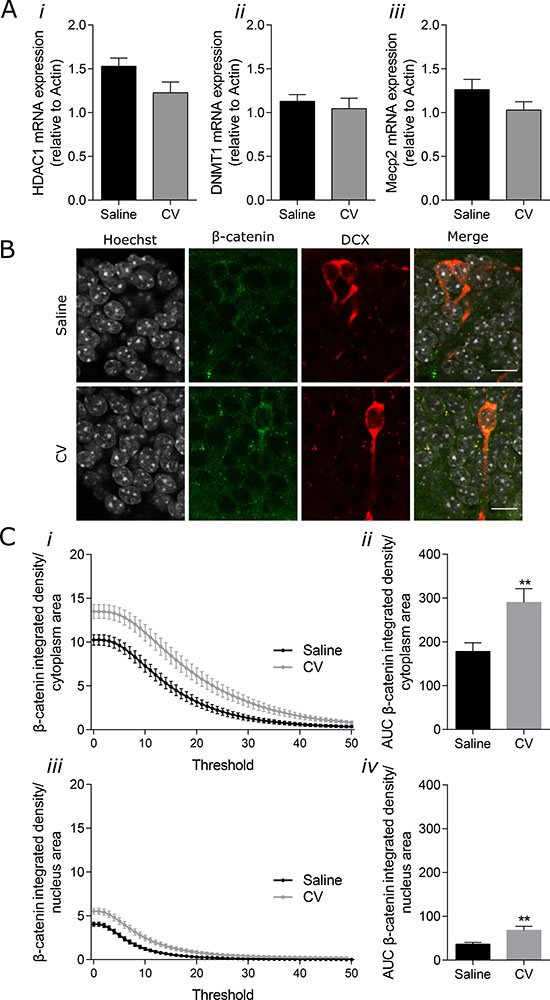 Effect of CV on mRNA expression of HDAC1, DNMT1 and Mecp2 in the mouse hippocampus and on &#x03B2;-catenin levels in the cytoplasm and nucleus of DG immature neurons.