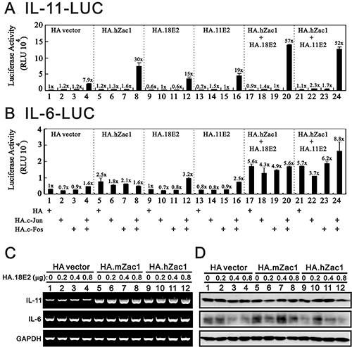 HPV E2 protein within the Zac1/AP1 complex enhances IL-11 promoter activities.