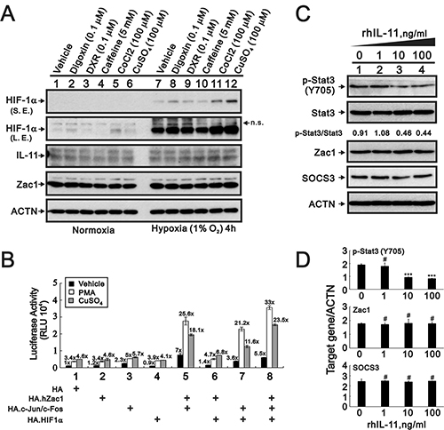 Expression of IL-11 protein is modulated by cobalt chloride, copper sulfate, and hypoxia.