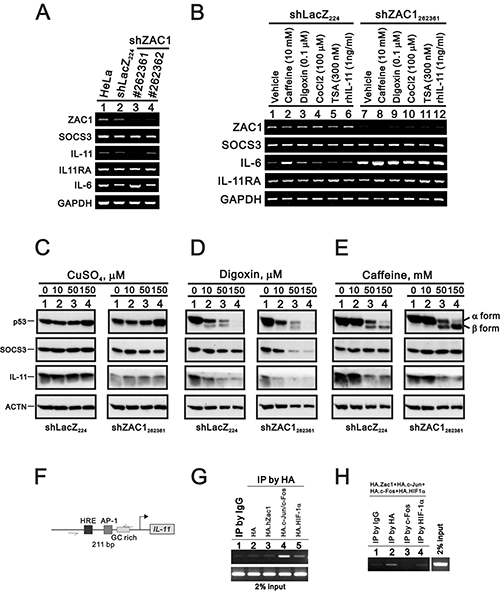 Effects of copper sulfate, digoxin, and caffeine on p53 and SOCS3 expression in ZAC1 knockdown cells.