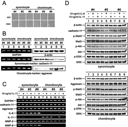 Characteristics of primary synoviocytes and chondrocytes.