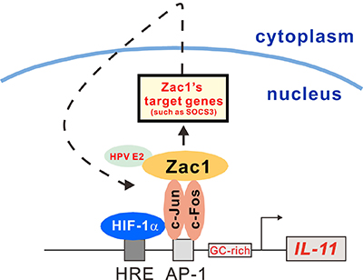 Schematic representation of the HRE and AP-1 binding element and the GC-rich region of the IL-11 promoter.