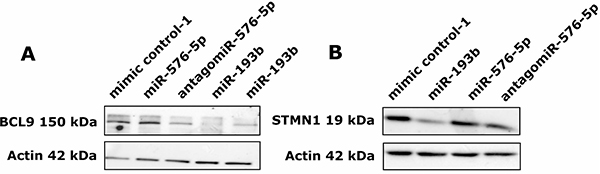 miR-193b downregulates protein expression of BCL9 and STMN1.