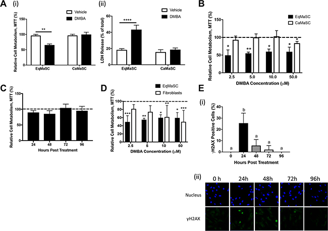 Equine MaSC are more susceptible to DMBA treatment compared to canine MaSC.