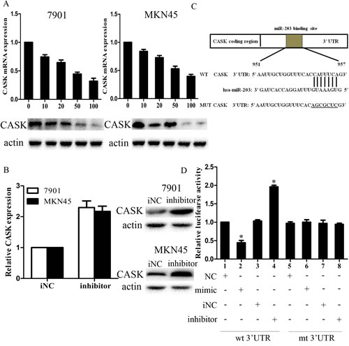 Figure3: CASK was a direct target of miR-203 in GC cells.