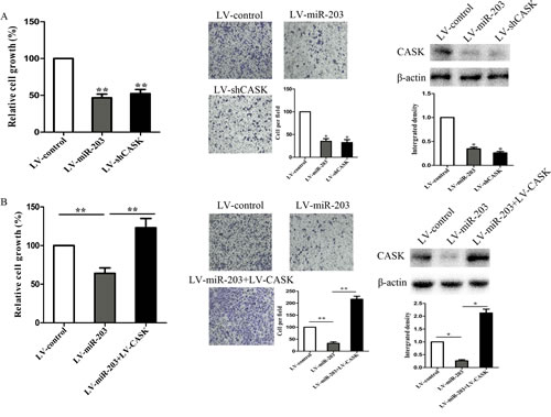 Figure4: CASK was involved in miR-203-induced growth inhibition in 7901 cells.