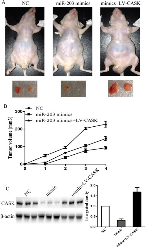 Figure5: MiR-203 suppressed tumor growth of GC cells in nude mice.