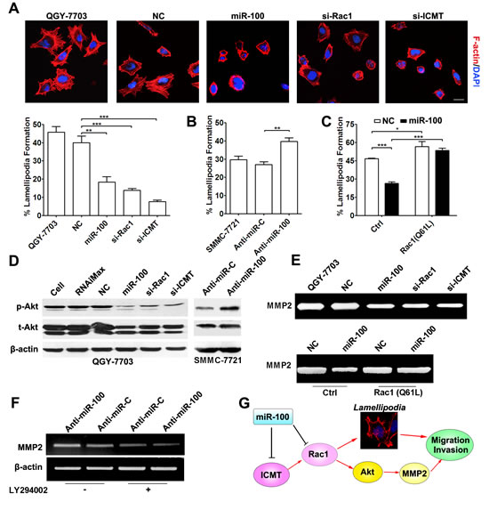 miR-100 inhibits lamellipodia formation and MMP2 activity of HCC cells.