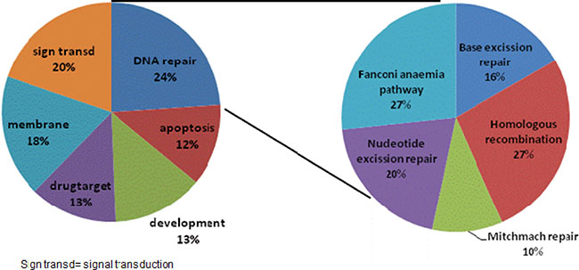 Gene Ontology pathways correlating with MAP17 expression.