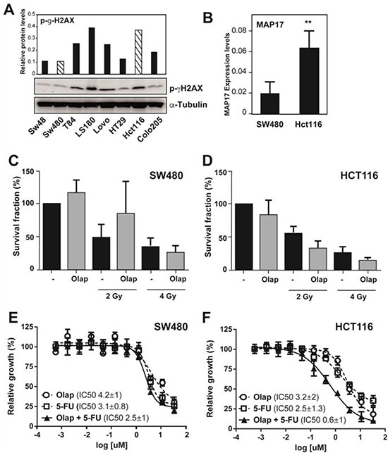 The DNA damage inhibitor olaparib re-sensitizes MAP17- and pH2AX-positive rectal tumors to radiotherapy treatment.