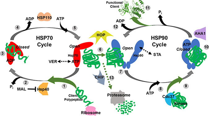 Simplified model of the Hsp70 and Hsp90 chaperone cycles.