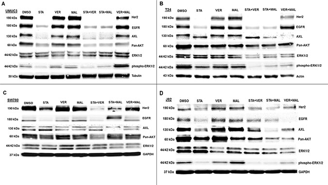 HSP70 and HSP90 inhibitors alter kinase protein levels in MIBC cell lines.