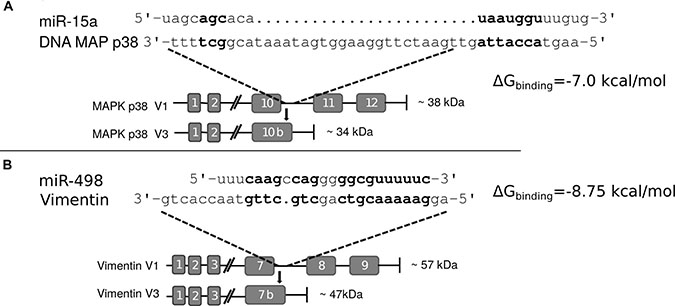 Interaction sites of miR and C-terminal truncated genes.
