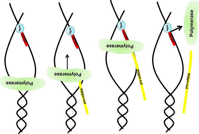 Graphical illustration of the miR:DNA interaction.