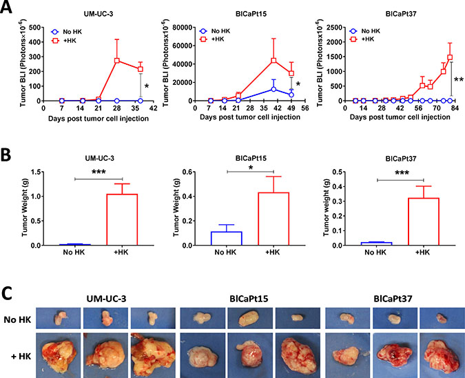LN stromal HK cells stimulate UCC tumor growth in the IB model.