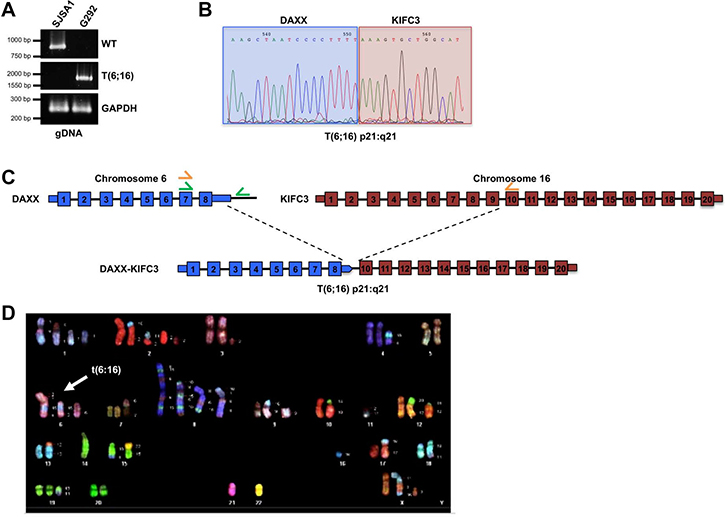 Structural characterization of the DAXX gene locus.
