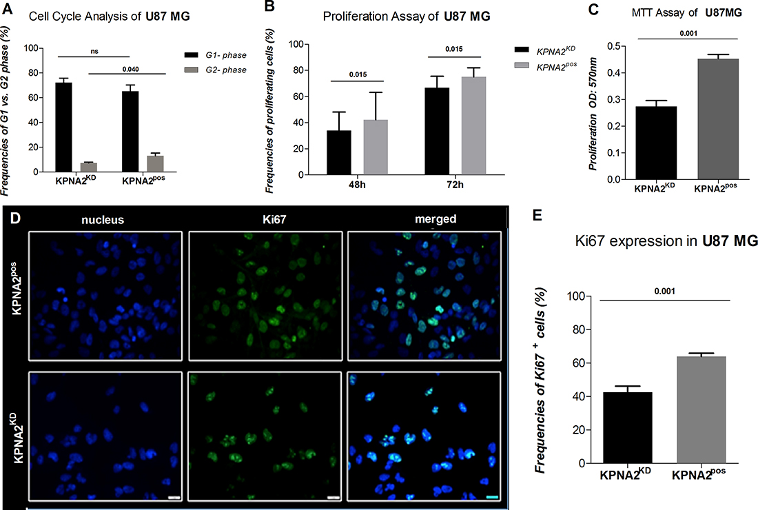 Silencing of KPNA2 is associated with cell-cycle phase arrest and decreased proliferation capacity of the cell line U87 MG.