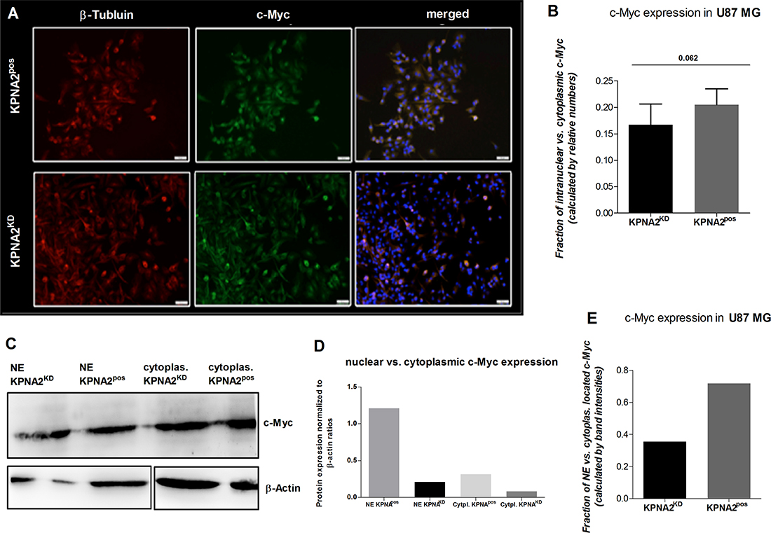 Silencing of KPNA2 alters the nuclear transport of the oncogene c-Myc in U87 MG cells.