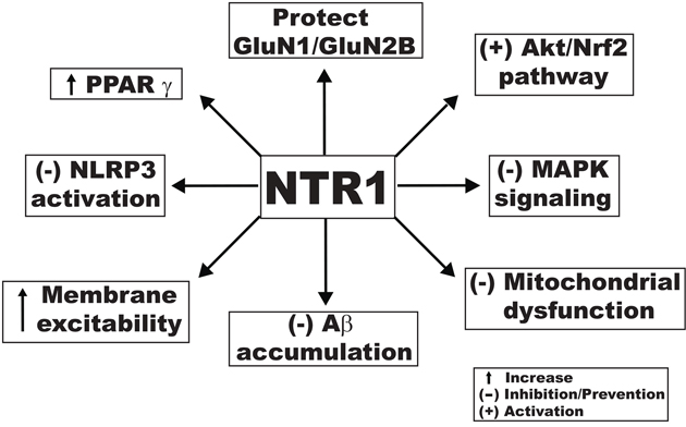 Proposed mechanistic activities of notoginsenoside R1 against cognitive impairment produced through different signaling pathways.