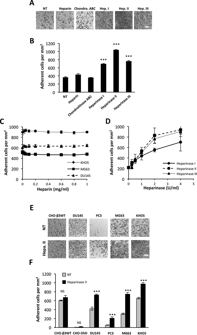 Heparan sulfate chains restrain cell interactions with ATX&#x03B2;.