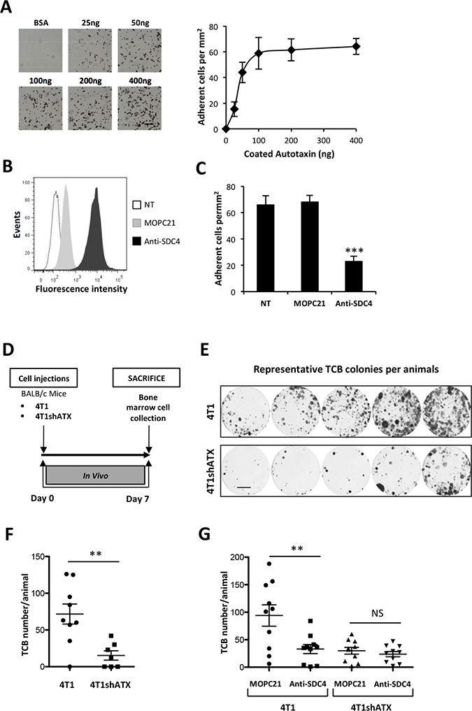 ATX&#x03B2; controls breast cancer cell metastasis through an SDC4-dependent mechanism.