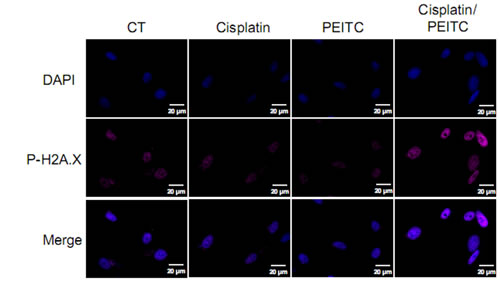 Cisplatin-PEITC combination induces the DNA recruitment of the histone H2A.X phosphorylated form in MPM cells.