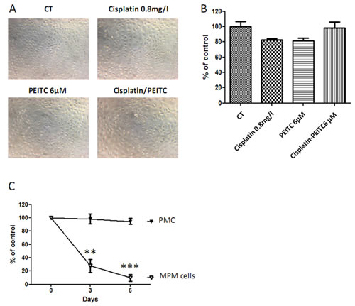 Effect of PEITC and cisplatin alone or in combination on primary mesothelial cells.