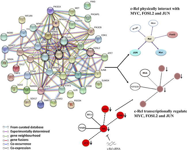 String network of NF-&#x03BA;B showing interactive pathways of c-Rel.
