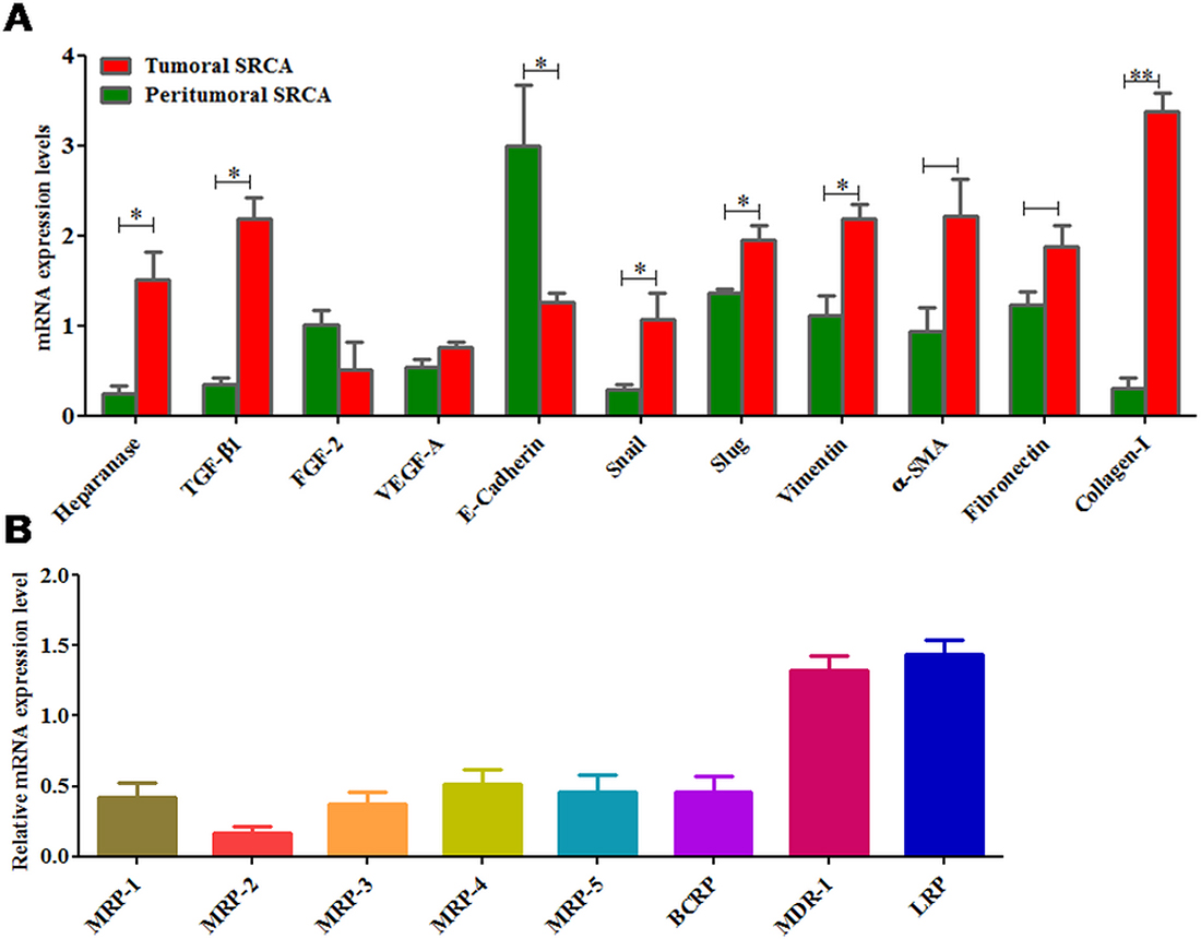 mRNA expression of heparanase, growth factors, EMT markers and drug transporters in clinical samples.