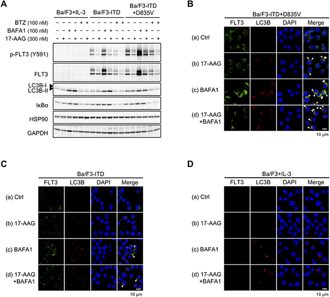 Lysosomal degradation of FLT3-ITD+D835V by 17-AAG.